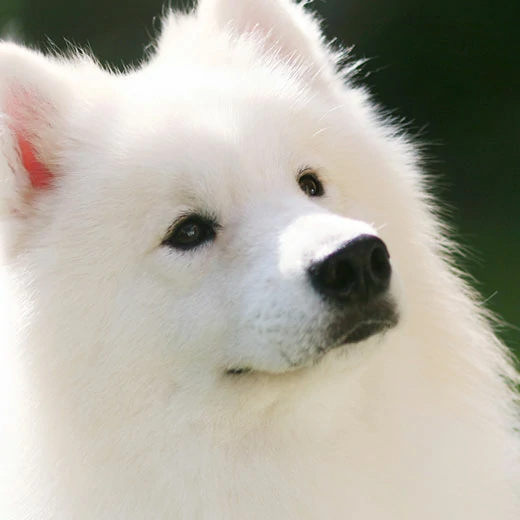 KLUB SAMOYED INDONESIA